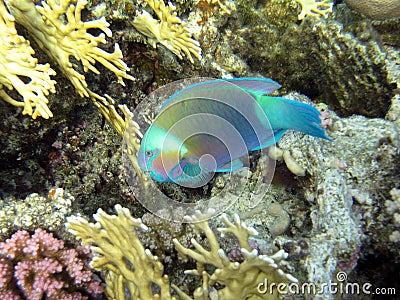 Bullethead parrotfish and Fire coral 1605 Stock Photo