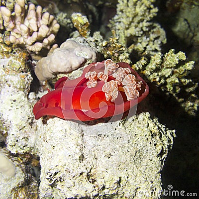 Red sea slug Spanish Dancer in tropical sea, underwater Stock Photo