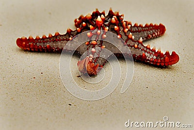 Red sea star #1 Stock Photo