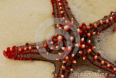 Red sea star #3 Stock Photo