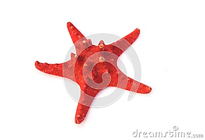 Red sea star isolated on white background Stock Photo