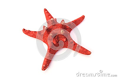 Red sea star isolated on white background Stock Photo