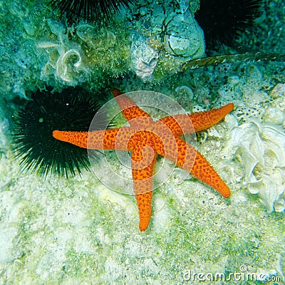 Red sea star and sea urchin close up on the reef Stock Photo