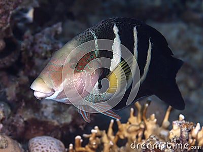 Red sea thicklip wrasse Stock Photo