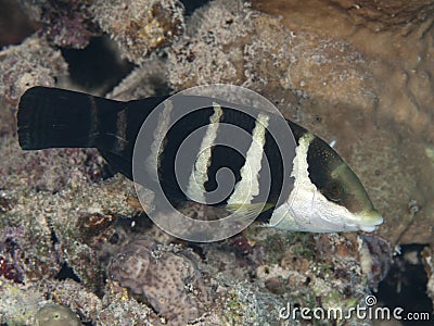 Red sea thicklip wrasse Stock Photo