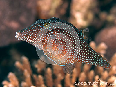 Red sea toby Stock Photo