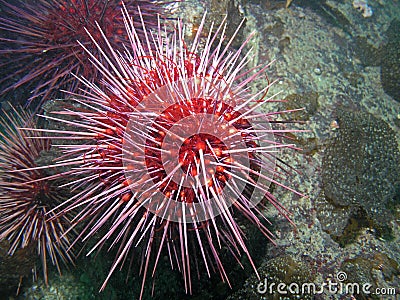 Red Sea Urchin (Strongylocentrotus franciscanus) Stock Photo