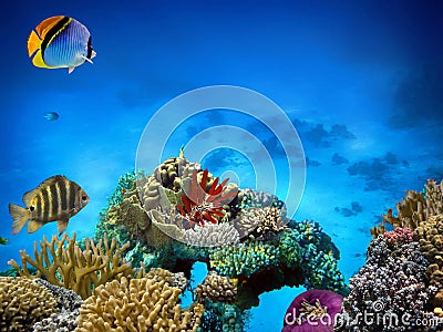 Red Sea Urchin (Strongylocentrotus franciscanus Stock Photo