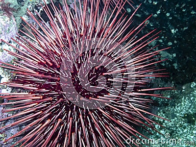 Red Sea Urchin Strongylocentrotus franciscanus Stock Photo