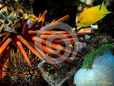 Red Sea Urchin (Strongylocentrotus franciscanus Stock Photo