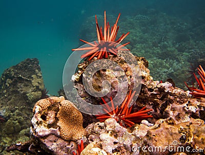 Red sea urchins underwater in Hawaii Stock Photo