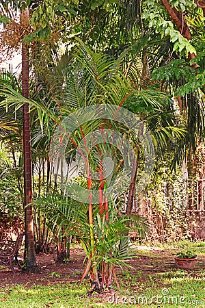 Red sealing wax palm or lipstick palm, native colorful palm of Thailand,Indonesia and Malaysia Stock Photo