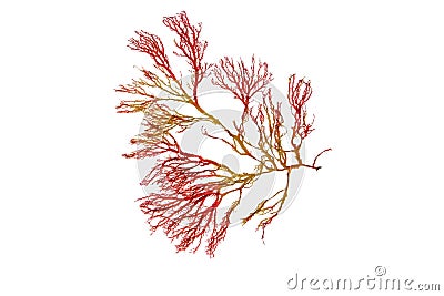 Red seaweed or rhodophyta branch isolated transparent png Stock Photo