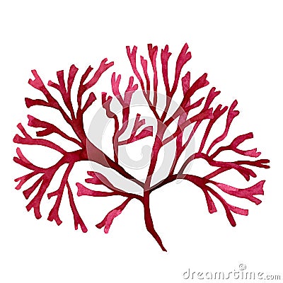 Red Seaweed,kelp in the ocean, watercolor hand painted element isolated on white background. Watercolor red seaweed illustration d Cartoon Illustration