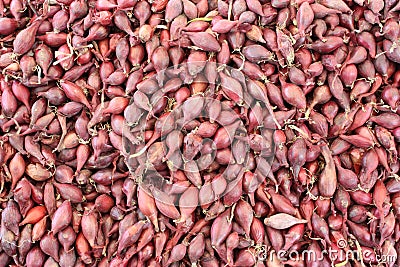 Red shallot Stock Photo