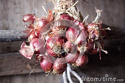 Red of shallot background Stock Photo