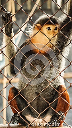 Sad red-shanked douc, five colors endanger monkey in cage Stock Photo