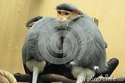 Red-shanked douc langur Stock Photo