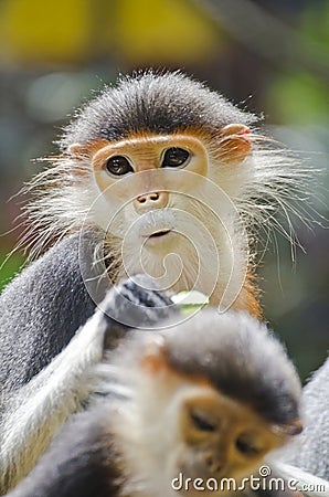 Red shanked douc langur. Stock Photo