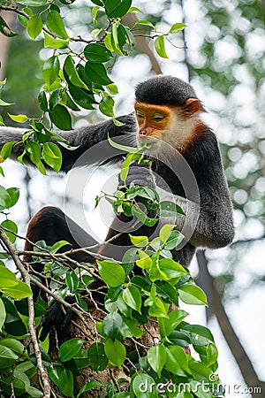 Red shanked Douc Langur Pygathrix nemaeus Stock Photo