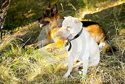 Red shepherd dog and Sharpay dog on grass Stock Photo