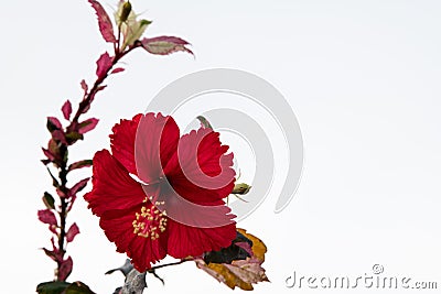 Red Shoe flower white background Stock Photo