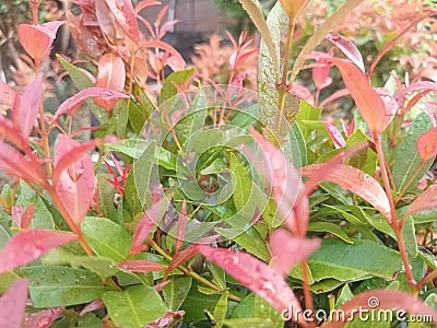 Red shoots palnt in the morning Stock Photo