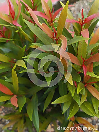 Red shoots (Syzygium oleana) is a herbaceous plant with evergreen leaves, Stock Photo