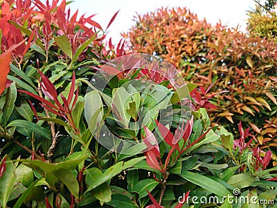 Red shoots or Syzygium oleana are plant species known as ornamental plants, Pucuk Merah Stock Photo