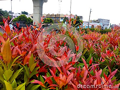 Red shoots (Syzygium oleina) Stock Photo