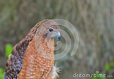 Red Shoulder Hawk looking down Stock Photo