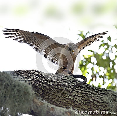 Red-shoulder Hawk With Snake Stock Photo