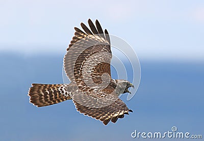 Red-shouldered Hawk Stock Photo