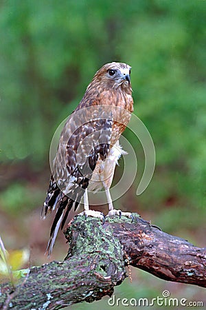 Red-shouldered Hawk Stock Photo