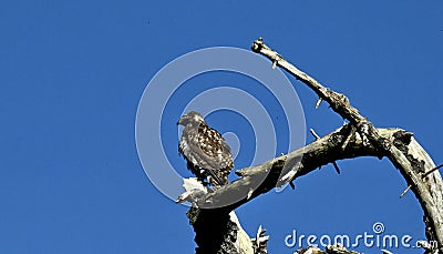 Red shouldered hawk, Buteo lineages, 1. Stock Photo