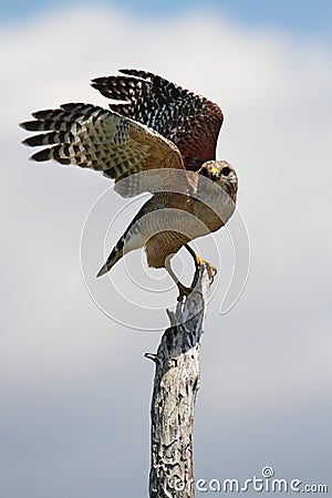 Red-shouldered Hawk (Buteo lineatus) Stock Photo