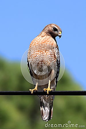Red-shouldered Hawk (Buteo lineatus) Stock Photo