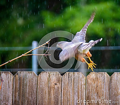 Red-shouldered Hawk Flight Blur Stock Photo