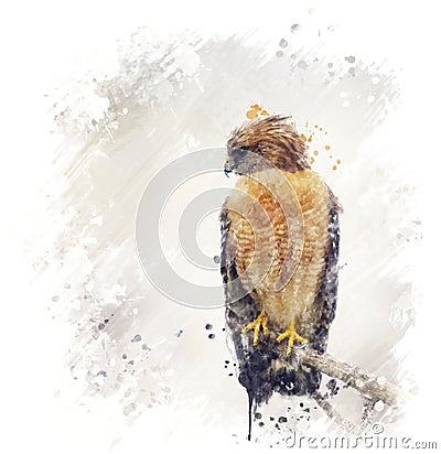 Red Shouldered Hawk Watercolor Stock Photo