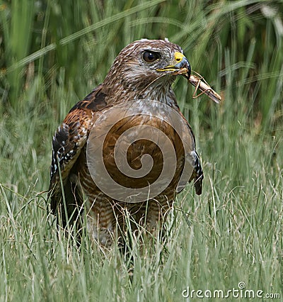 Red shouldered hawk (Buteo lineatus) sitting in tall grass with a big brown grasshopper in its mouth, in Florida Stock Photo