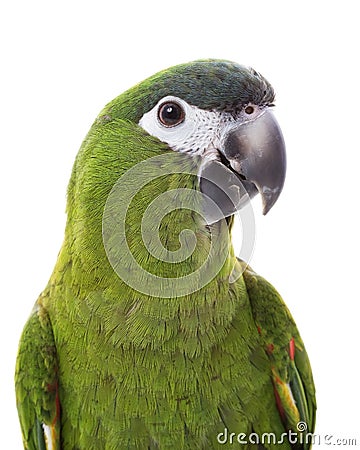 Red-shouldered Macaw Stock Photo