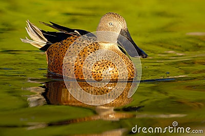 Red Shoveler (Anas platalea) Stock Photo