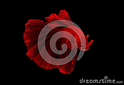 Red Siamese betta fighting fish action with swim to move body in fresh water also look aggressive. Concept of beautiful animal Stock Photo