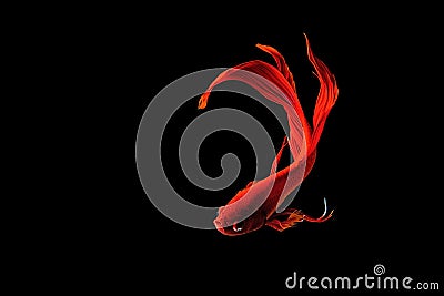 Red Siamese fighting fish (Betta splendens) isolated on black. Stock Photo