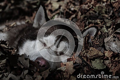 Red Siberian husky dog sleeps at night in pile of autumn leaves. Stock Photo