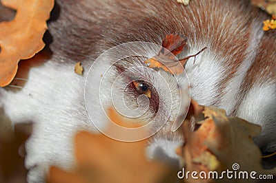 Red Siberian husky dog sleeps in pile of autumn leaves. Close up. Stock Photo