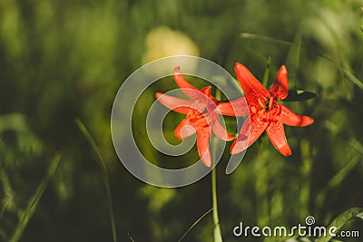 Red Siberian lily in a grass Stock Photo