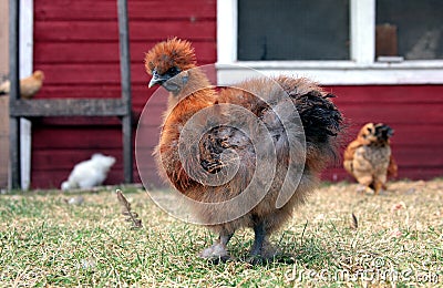 Red Silkie Stock Photo