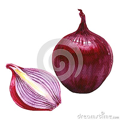 Red sliced and whole onion isolated, watercolor illustration on white Cartoon Illustration
