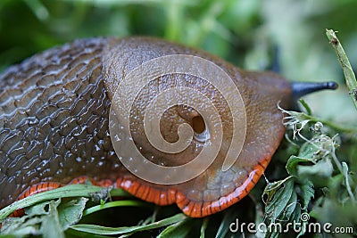 Red Slug - Arion rufus Stock Photo